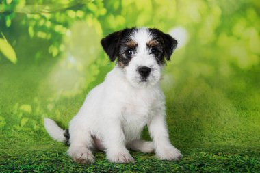 Jack Russell Terrier yeşil arka planda kırık kaplama köpek yavrusu.