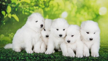 Beş kabarık tüylü küçük Samoyed köpekleri yeşil yaz ya da bahar arka planında oturuyorlar..