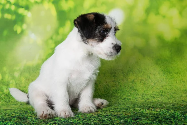 Jack Russell Terrier Cachorro Cão Revestido Quebrado Fundo Verde — Fotografia de Stock