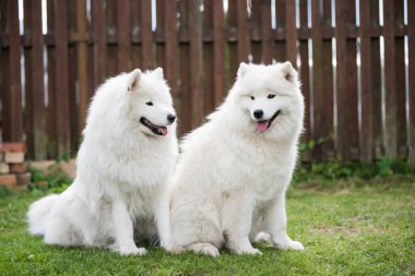Two Samoyed puppies dogs are sitting and playing on green meadow.