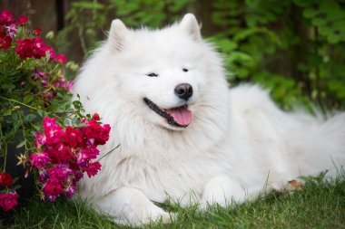 Beyaz Samoylu köpek yavrusu elinde çiçeklerle yeşil çimlerin üzerinde oturur. Doğada bir köpek, parkta bir yürüyüş.