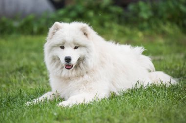Beyaz Samoyed köpek yavrusu yeşil çimlerin üzerinde oturur. Doğada bir köpek, parkta bir yürüyüş.