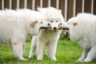 Yumuşak beyaz Samoyed köpek yavruları oyuncaklarla oynuyor..
