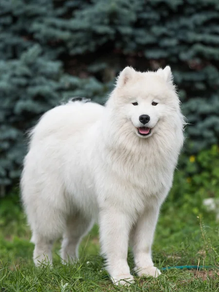 White Samoyed Puppy Sits Green Grass Dog Nature Walk Park — ストック写真