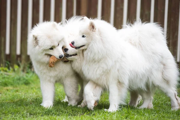 Fluffy White Samoyed Puppies Dogs Playing Toy — ストック写真