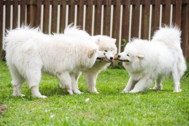 Yumuşak beyaz Samoyed köpek yavruları oyuncaklarla oynuyor..