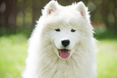 Beyaz Samoyed köpek yavrusu yeşil çimlerin üzerinde oturur. Doğada bir köpek, parkta bir yürüyüş.