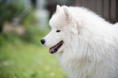 Beyaz Samoyed köpek yavrusu yeşil çimlerin üzerinde oturur. Doğada bir köpek, parkta bir yürüyüş.