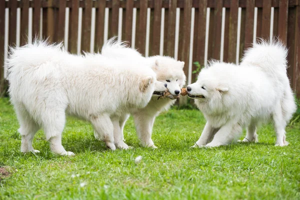 Fluffy White Samoyed Puppies Dogs Playing Toy — Zdjęcie stockowe