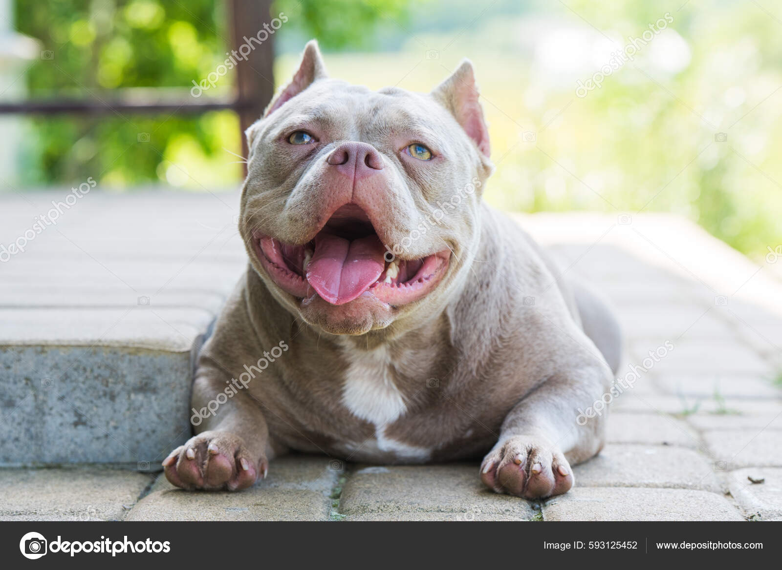 Lilac hotsell bully pit