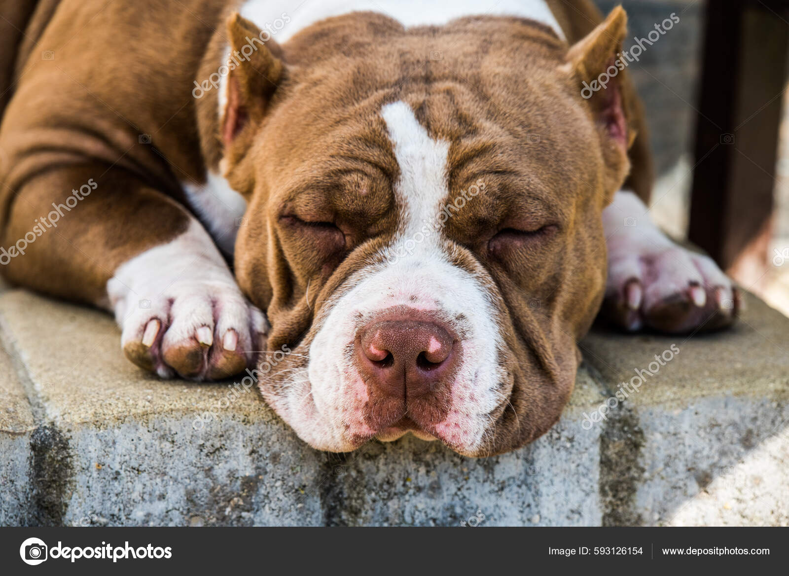 Red Color American Bully Dog Lying Doorstep Medium Sized Dog — Foto de  stock #593126154 © zannaholstova, image size:1600x1168