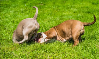 Amerikan zorba köpek yavruları dışarıda oynuyorlar. Orta boylu, kaslı bir köpek.