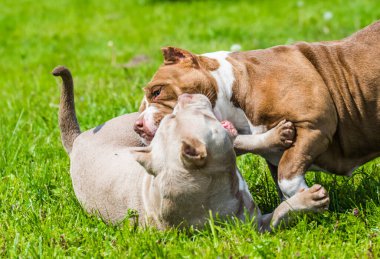 Amerikan zorba köpek yavruları dışarıda oynuyorlar. Orta boylu, kaslı bir köpek.