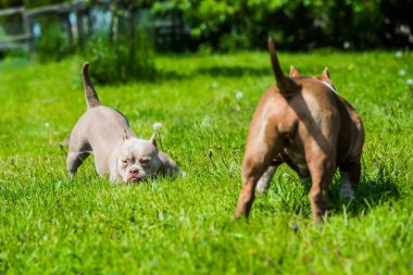 Amerikan zorba köpek yavruları dışarıda oynuyorlar. Orta boylu, kaslı bir köpek.