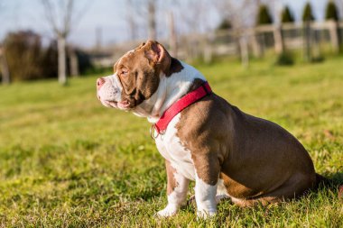 Çikolata rengi Amerikan zorba köpek yavrusu yeşil çimlerin üzerinde. Orta boylu, kaslı bir köpek.