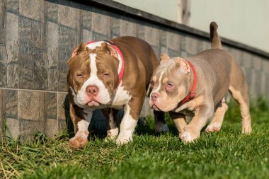 İki Amerikalı zorba köpek dışarıda oynuyorlar. Orta boylu, kaslı bir köpek.
