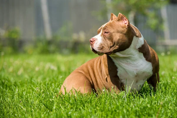 Σοκολάτα Καφέ Χρώμα American Bully Σκυλί Είναι Πράσινο Γρασίδι Σκύλος — Φωτογραφία Αρχείου