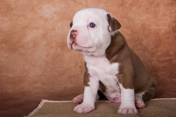 Funny Chocolate Brown Color American Bullies Puppy Dog Brown Background — Stock Photo, Image