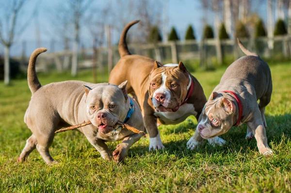 Three Chocolate brown color American Bully dogs are walking and playing. Medium sized dogs