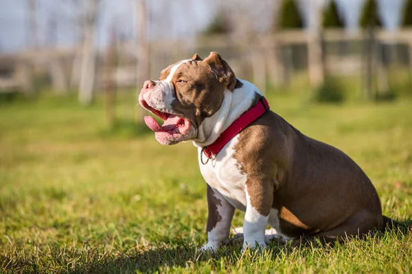 Chocolate Marrom Cor American Bully Cão Bocejos Grama Verde Cão — Fotografia de Stock