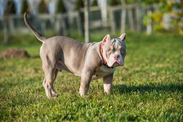 Pocket Lilac Color Male American Bully Puppy Dog Walking Medium — Stock Photo, Image