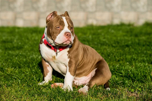 Czekoladowy Brązowy Kolor American Bully Pies Jest Zielonej Trawie Średniej — Zdjęcie stockowe