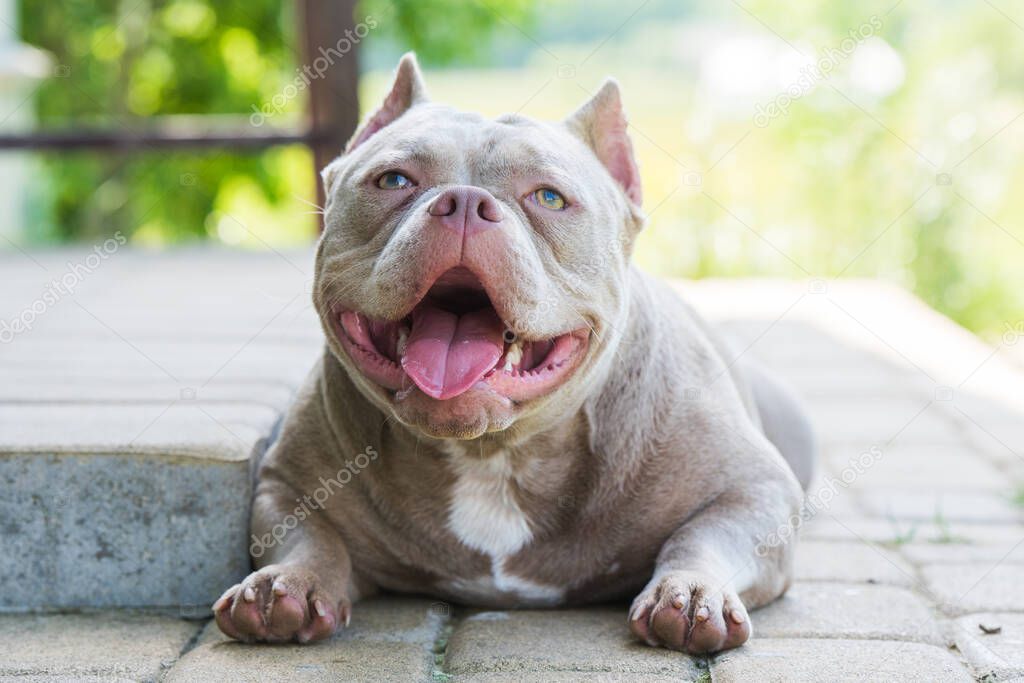 Lilac color American Bully dog guards the house outside.