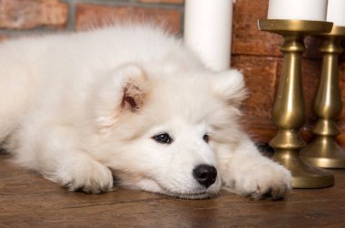 Komik beyaz tüylü Samoyed yavru köpek elinde mumlarla şöminenin yanında.