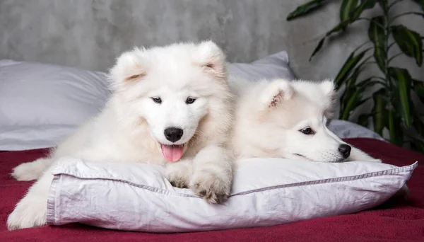 Two Funny White Fluffy Samoyed Dogs Puppies White Pillow Bed — Fotografia de Stock