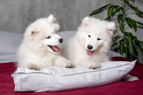 Two funny white fluffy samoyed dogs puppies on a white pillow in the bed on bedroom background