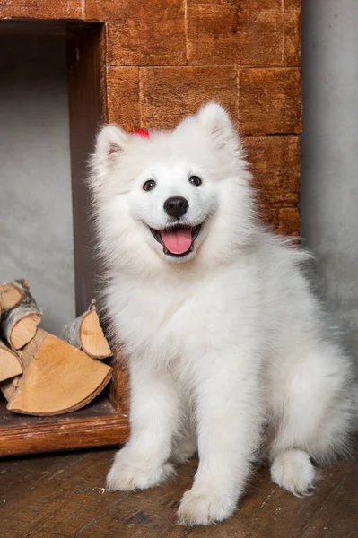 Zabawny Biały Puszysty Szczeniak Samoyed Pobliżu Kominka Drewna Opał — Zdjęcie stockowe