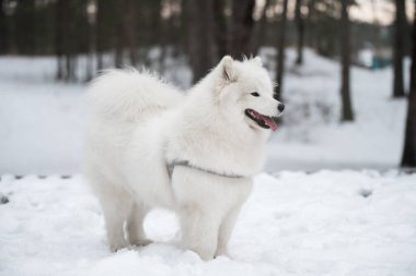 Beyaz tüylü Samoyed Baltık, Letonya 'da Balta kapa ormanında yürüyor..