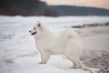 Güzel beyaz Samoyed köpeği Letonya 'da kar plajında.