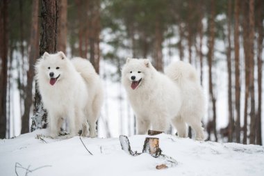 Güzel tüylü iki Samoyed beyaz köpeği kış ormanında, Carnikova Baltık 'ta.