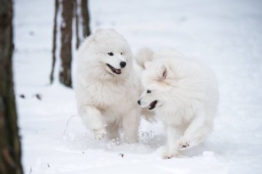 Baltık 'ta Carnikova adlı kış ormanında iki Samoyed beyaz köpeği oynuyor.