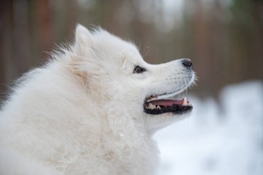 Şirin Samoyed beyaz köpek portresi, Baltık 'ta Carnikova, kış ormanlarında.