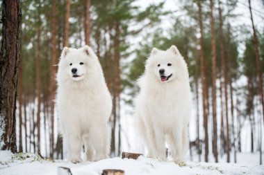 Güzel tüylü iki Samoyed beyaz köpeği kış ormanında, Carnikova Baltık 'ta.