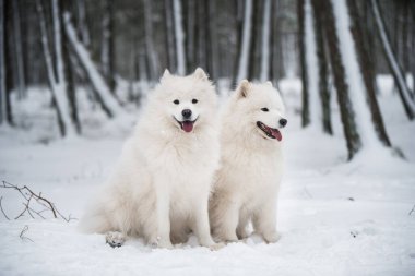 Güzel tüylü iki Samoyed beyaz köpeği kış ormanında, Carnikova Baltık 'ta.