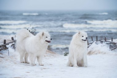 Letonya 'daki Carnikova Baltık Denizi sahilinde kar üzerinde iki tüylü Samoyed köpeği var.