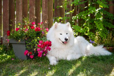 Beyaz Samoylu köpek yavrusu elinde çiçeklerle yeşil çimlerin üzerinde oturur. Doğada bir köpek, parkta bir yürüyüş.