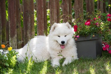 Beyaz Samoylu köpek yavrusu elinde çiçeklerle yeşil çimlerin üzerinde oturur. Doğada bir köpek, parkta bir yürüyüş.