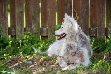 Alopecia hastalığı Samoyed köpeği. Dermatit ve Köpeklerin Kaşıntısı.