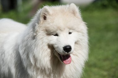 Beyaz Samoyed köpek yavrusu yeşil çimlerin üzerinde oturur. Doğada bir köpek, parkta bir yürüyüş.
