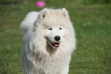 Beyaz Samoyed köpek yavrusu yeşil çimlerin üzerinde oturur. Doğada bir köpek, parkta bir yürüyüş.