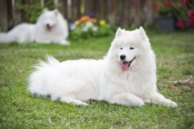 Beyaz Samoyed köpek yavrusu yeşil çimlerin üzerinde oturur. Doğada bir köpek, parkta bir yürüyüş.