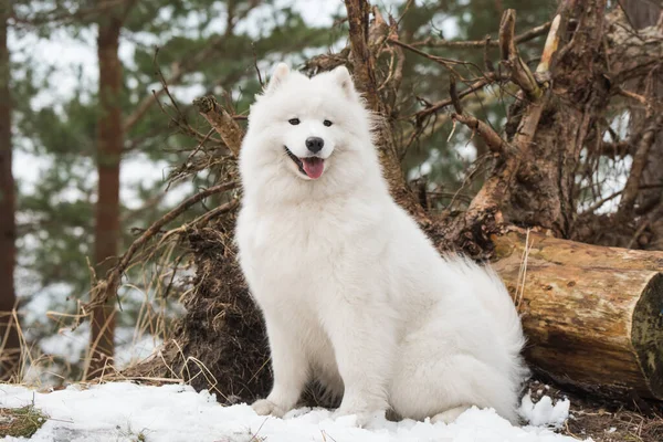 White Fluffy Samoyed Walking Forest Balta Kapa Baltic Latvia — стокове фото