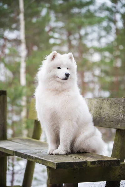 Biały Puszysty Samoyed Spaceruje Lesie Balta Kapa Bałtyku Łotwa — Zdjęcie stockowe