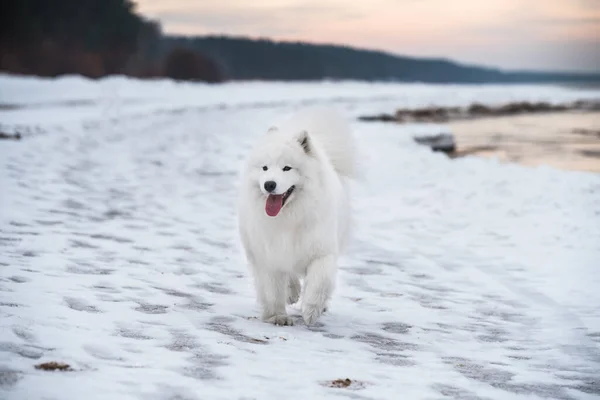 Mooie Witte Samoyed Hond Sneeuwstrand Letland — Stockfoto