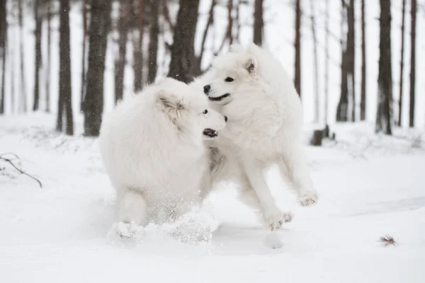 Dwa Samoyed Białe Psy Biegają Śniegu Zewnątrz Tle Zimy — Zdjęcie stockowe