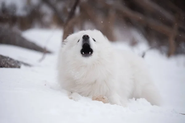 Piękny Biały Samoyed Pies Jest Śniegu Saulkrasti Plaży Biała Wydma — Zdjęcie stockowe